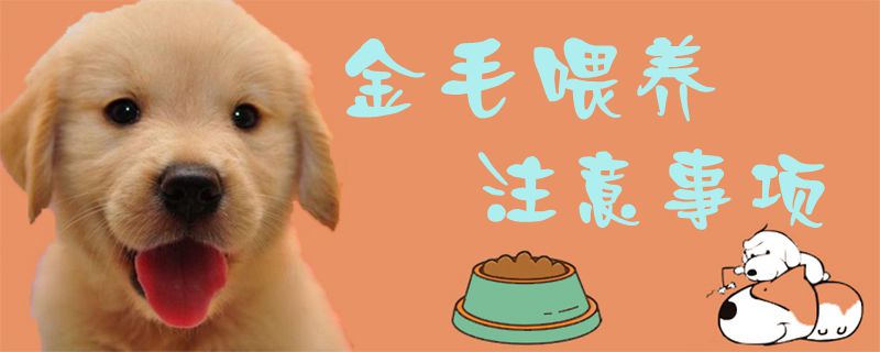 金毛喂養(yǎng)注意事項(xiàng)