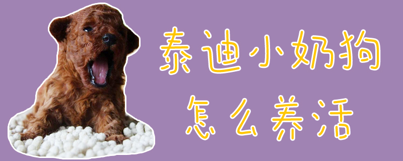 泰迪小奶狗怎么養(yǎng)活