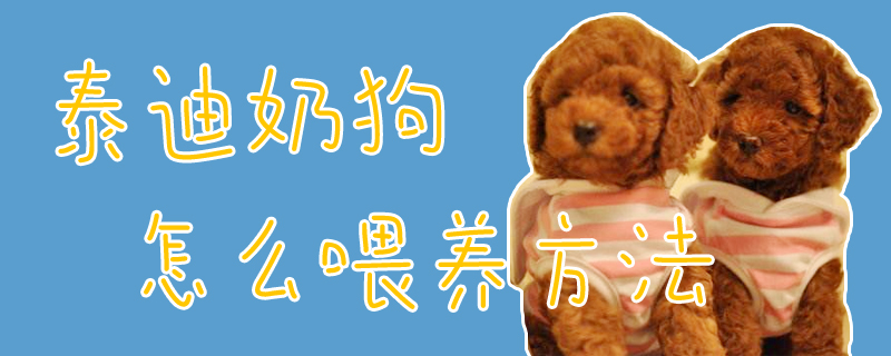 泰迪奶狗怎么喂養(yǎng)方法
