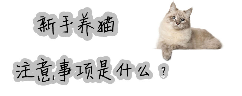 新手養(yǎng)貓注意事項是什么