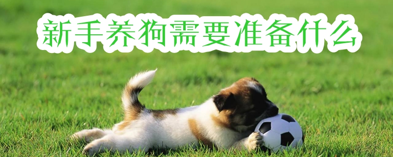 新手養(yǎng)狗需要準備什么