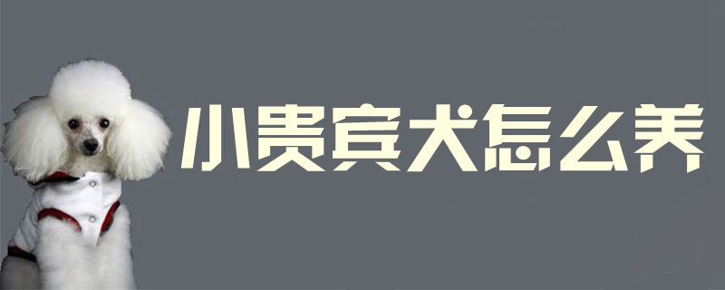 小貴賓犬怎么養(yǎng)1