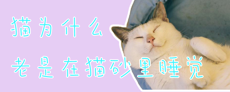 貓為什么老是在貓砂里睡覺
