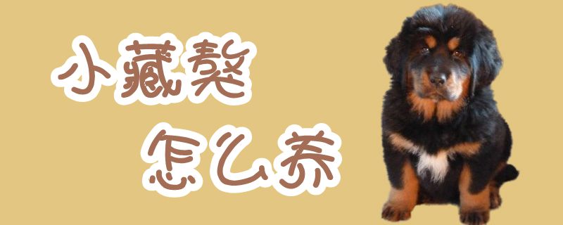 小藏獒怎么養(yǎng)