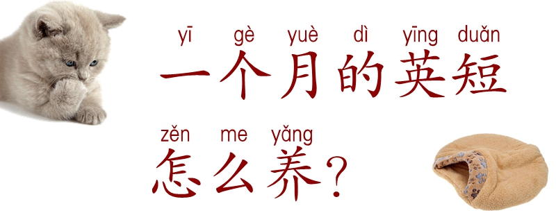 一個(gè)月的英短怎么養(yǎng)
