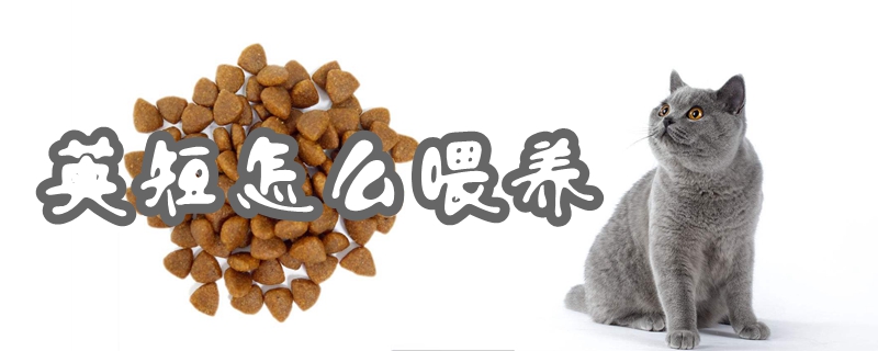 英短怎么喂養(yǎng)