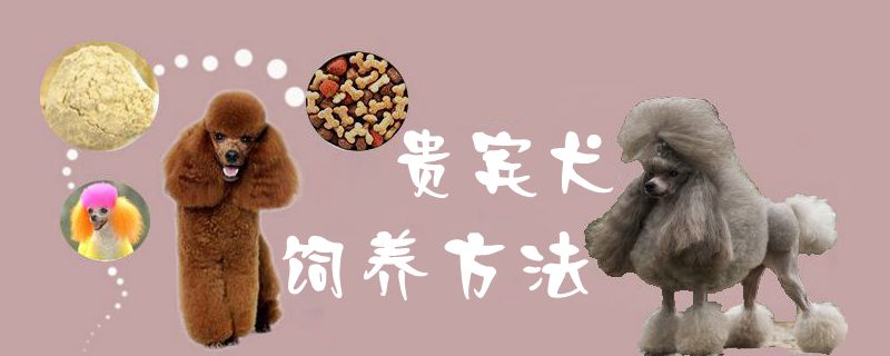 貴賓犬飼養(yǎng)方法1