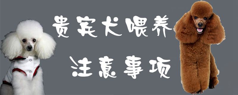 貴賓犬喂養(yǎng)注意事項1