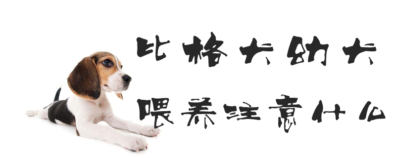 比格犬幼犬喂養(yǎng)注意什么