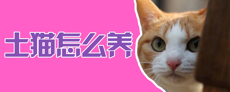 土貓怎么養(yǎng)