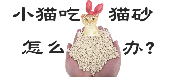 小貓吃貓砂怎么辦