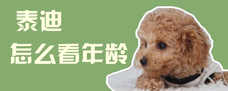 泰迪怎么看年齡