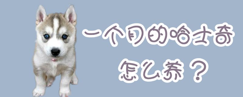 一個月的哈士奇怎么養(yǎng)