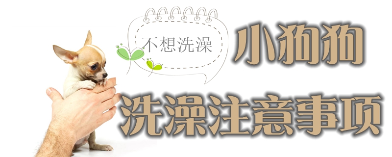 給小狗狗洗澡注意事項(xiàng)有哪些
