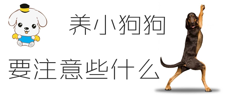 養(yǎng)小狗狗要注意些什么