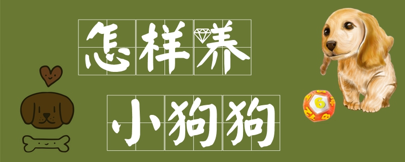 怎樣養(yǎng)小狗狗