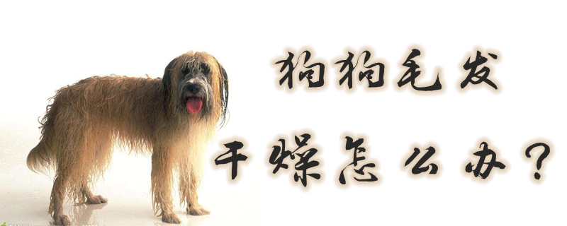 狗狗毛發(fā)干燥怎么辦