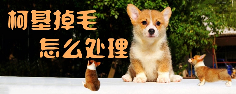 柯基掉毛怎么處理1