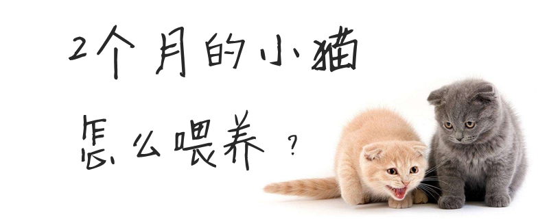 2個月的小貓怎么喂養(yǎng)