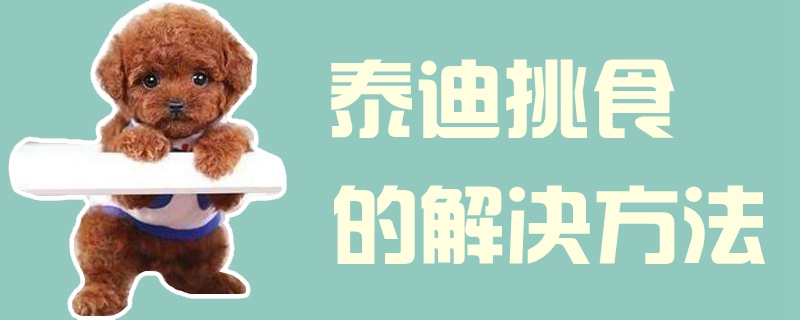 泰迪挑食的解決方法1