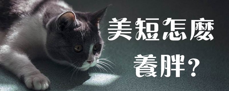 美短怎么養(yǎng)胖