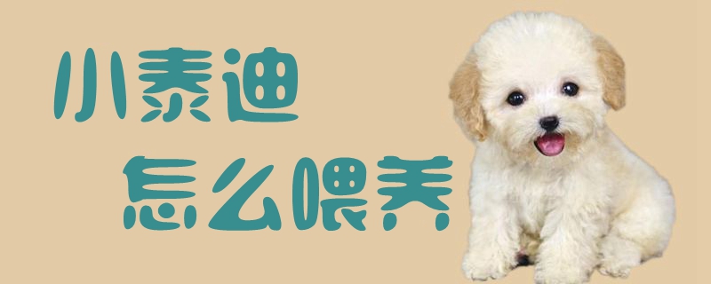 小泰迪怎么喂養(yǎng)1