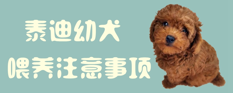 泰迪幼犬喂養(yǎng)注意事項1