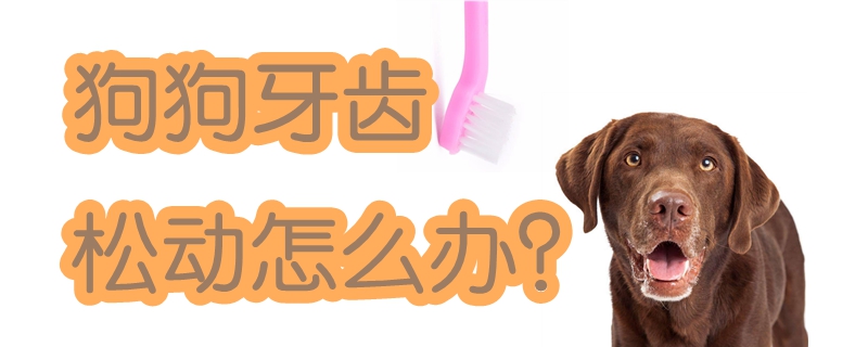 狗狗牙齒松動怎么辦