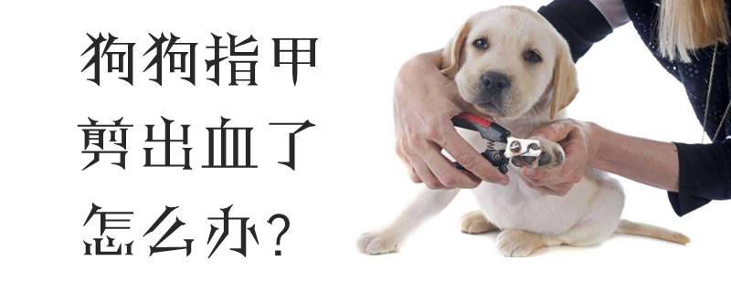 狗狗指甲剪出血了怎么辦