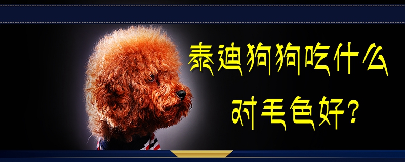 泰迪狗狗吃什么對毛色好