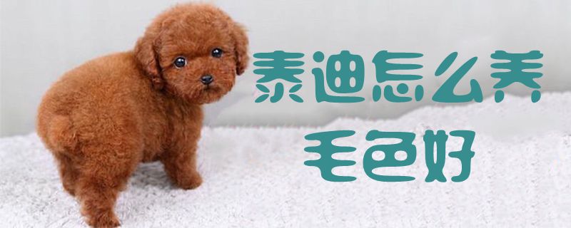 泰迪怎么養(yǎng)毛色好1
