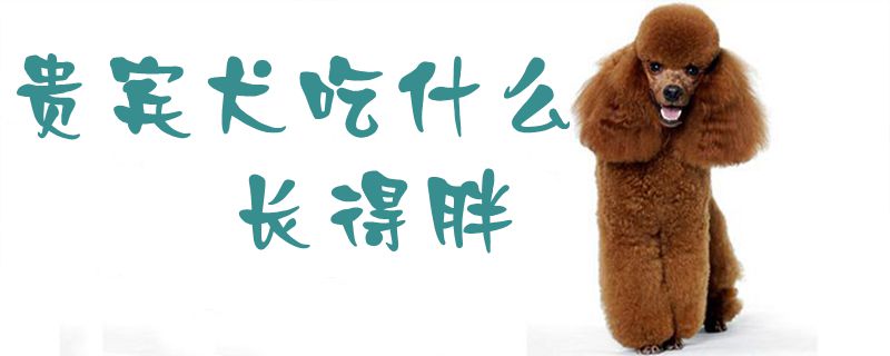 貴賓犬吃什么長(zhǎng)得胖1