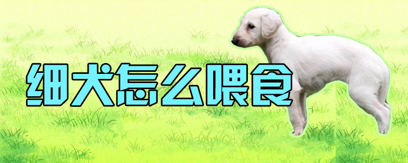 細犬怎么喂食