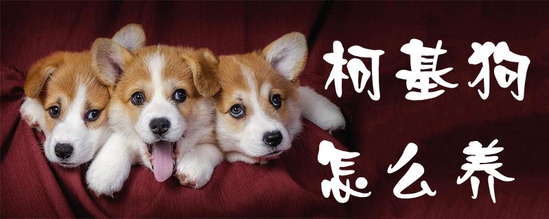 柯基狗怎么養(yǎng)