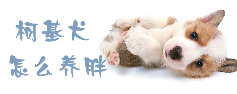 柯基犬怎么養(yǎng)胖1