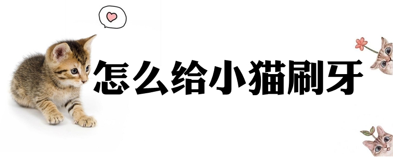 怎么給小貓刷牙