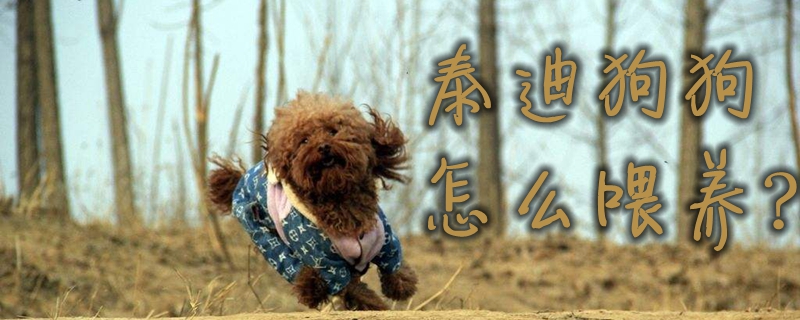 泰迪狗狗怎么喂養(yǎng)