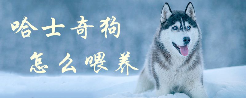 哈士奇狗怎么喂養(yǎng)1