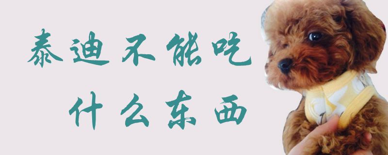 泰迪不能吃什么東西1