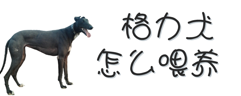 格力犬怎么喂養(yǎng)