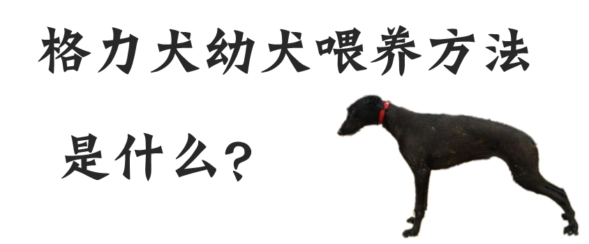 格力犬幼犬的喂養(yǎng)方法是什么