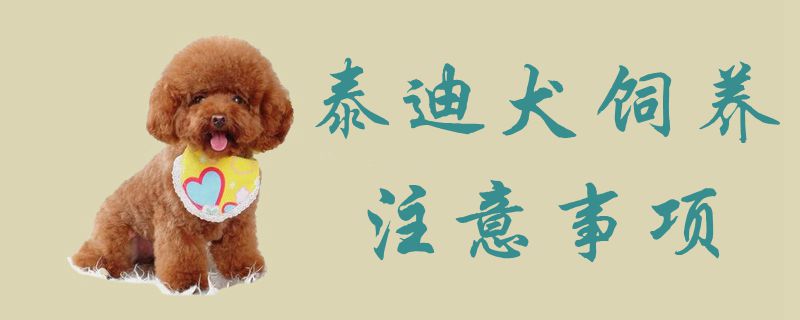 泰迪犬飼養(yǎng)注意事項(xiàng)1