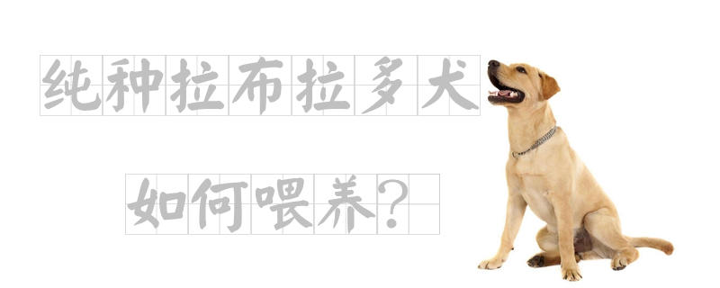 純種拉布拉多犬如何喂養(yǎng)