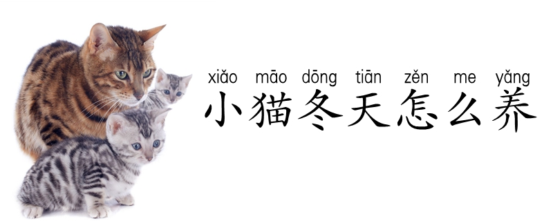 小貓冬天怎么養(yǎng)