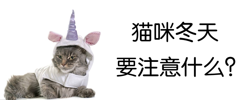 貓咪冬天要注意什么