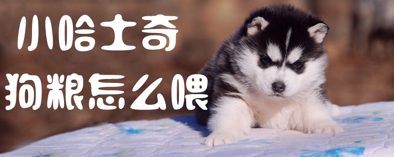 小哈士奇狗糧怎么喂1