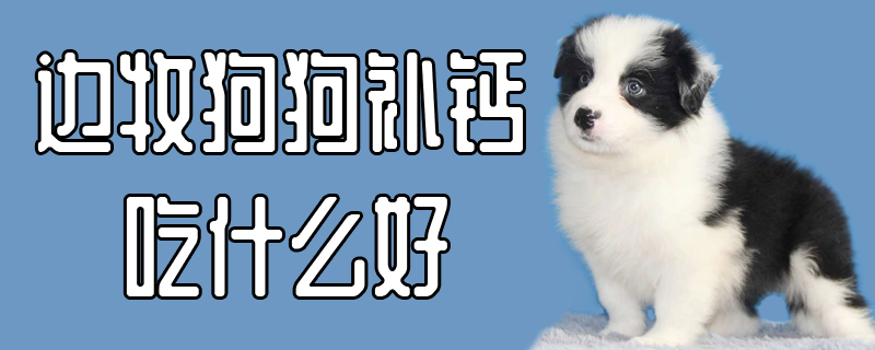 邊牧狗狗補(bǔ)鈣吃什么好
