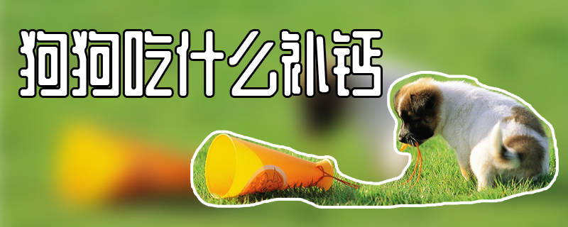 狗狗吃什么補鈣