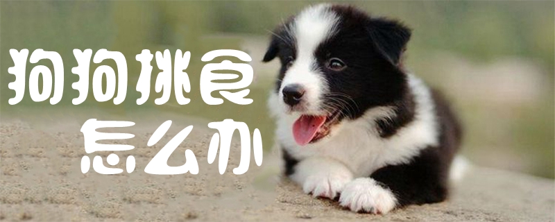 狗狗挑食怎么辦1
