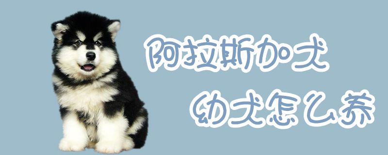 阿拉斯加犬幼犬怎么養(yǎng)